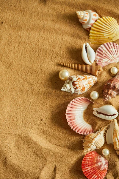 Colección de conchas en la playa de arena —  Fotos de Stock