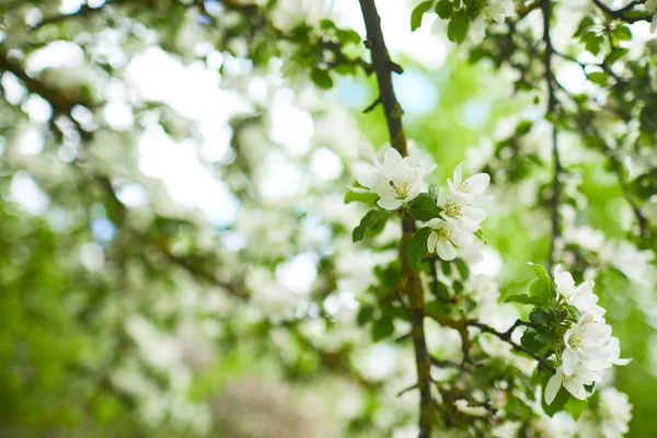 Kwitnące Gałęzie Jabłoni Naturalnym Tle — Zdjęcie stockowe
