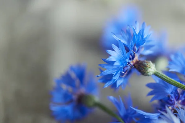 Hermosas Flores Azules Acianos Primer Plano — Foto de Stock