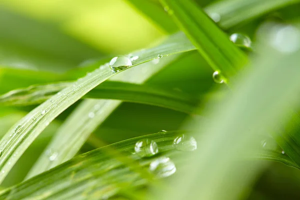 Vatten Droppar Grönt Gräs Närbild — Stockfoto