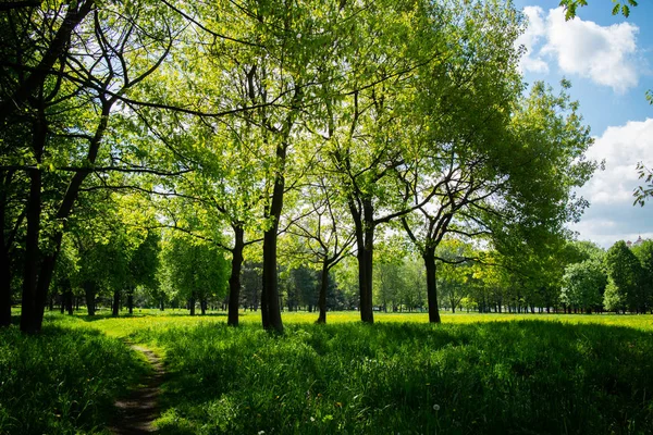 Jaro Park Zelenými Stromy Slunečný Den — Stock fotografie
