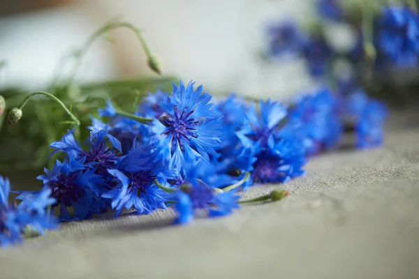 Hermosas Flores Azules Acianos Primer Plano — Foto de Stock