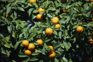 Olgun portakal mandalina mandalina ağacı