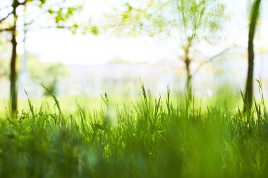 Taze yeşil çimenler 