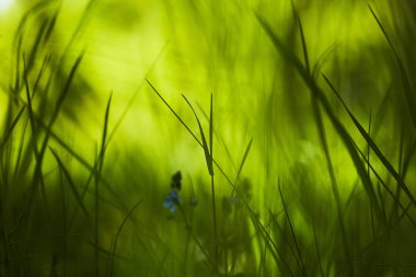 Taze yeşil çimenler 