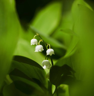 lily of valley with leaves  clipart