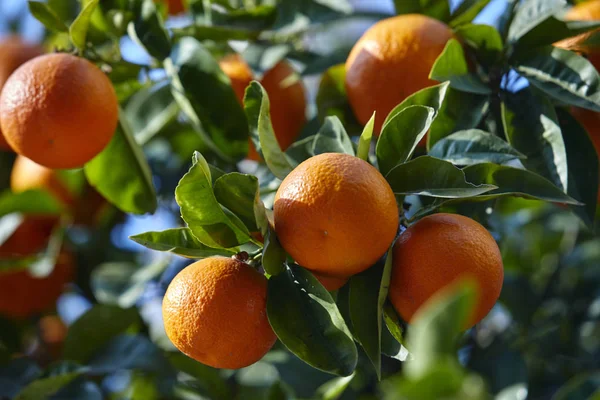 熟したオレンジ色のマンダリンにマンダリン ツリー — ストック写真