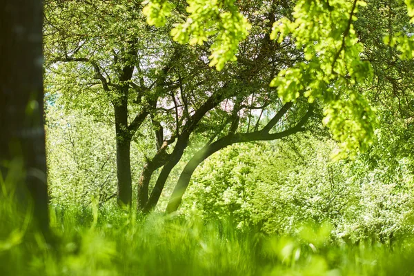 Tavaszi Park Zöld Fák Napsütéses Napon — Stock Fotó