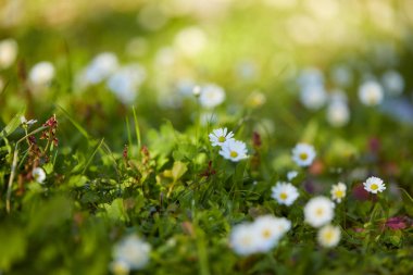 papatyalar güneşli gün alanıyla yaz 