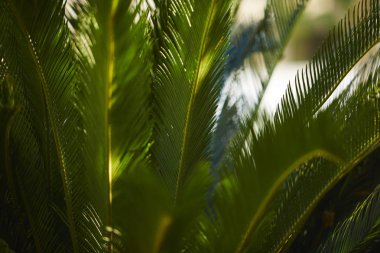 egzotik yeşil palmiye yaprakları, yakın çekim