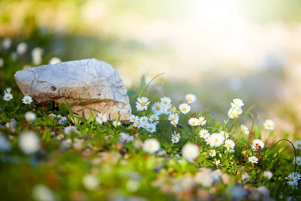 阳光明媚的夏日里有雏菊的田野 — 图库照片