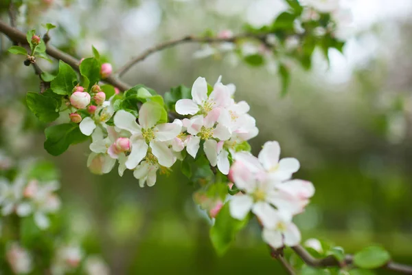 Blommande Apple Trädgrenar Naturlig Bakgrund Våren Koncept — Stockfoto