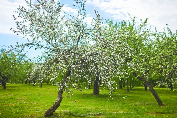 Floração Ramos Macieira Fundo Natural Conceito Primavera — Fotografia de Stock