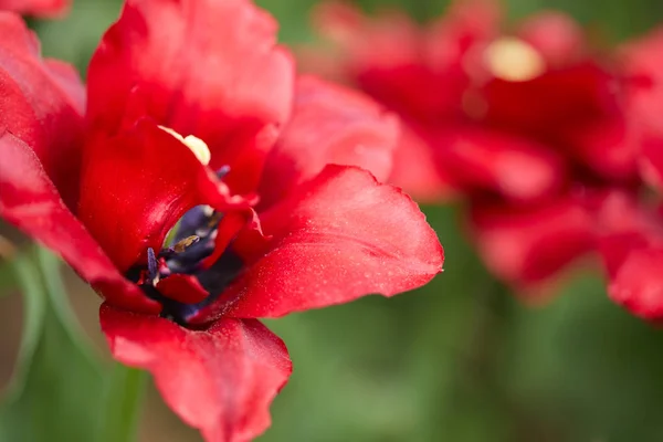 Tavaszi Mező Napsütéses Napon Tavaszi Koncepció Piros Tulipán — Stock Fotó