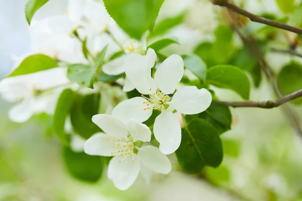 Blommande Apple Trädgrenar Naturlig Bakgrund Våren Koncept — Stockfoto