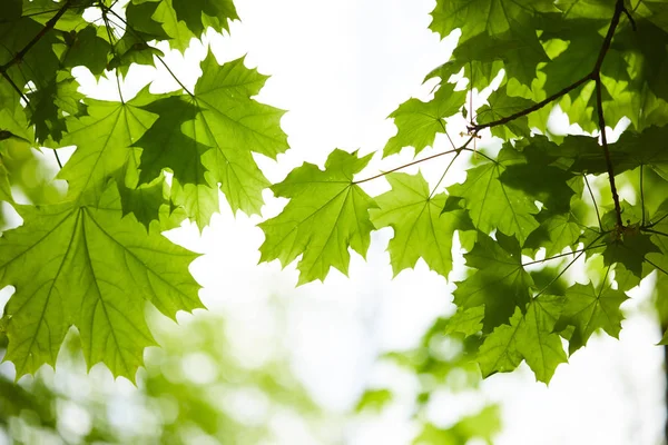 Spring Park Green Leaves Branches Sunny Day — Stock Photo, Image