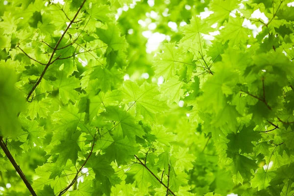 Parque Primavera Com Folhas Verdes Ramos Dia Ensolarado — Fotografia de Stock