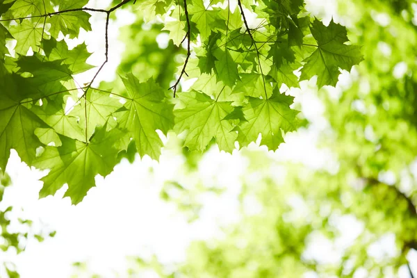Frühlingspark Mit Grünen Blättern Auf Zweigen Sonnigen Tagen — Stockfoto