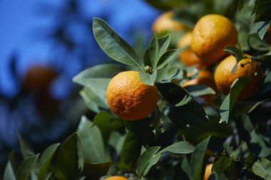 Olgun portakal mandalina mandalina ağacı