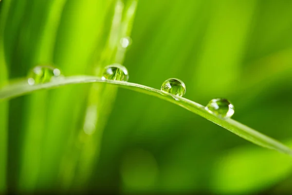 Gotas Agua Sobre Hierba Verde Primer Plano —  Fotos de Stock