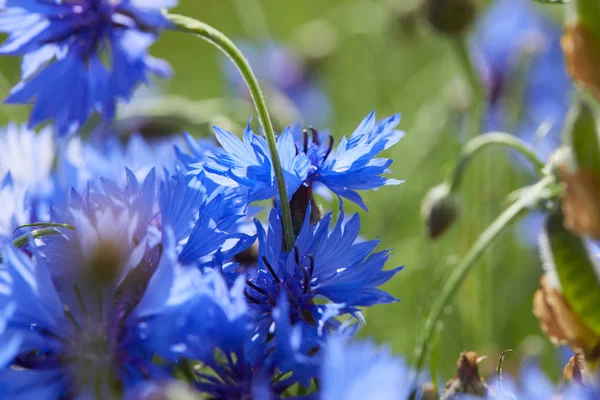 Hermosas Flores Azules Acianos Primer Plano —  Fotos de Stock