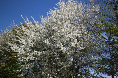 güneşli bir gün parkta güzel bahar