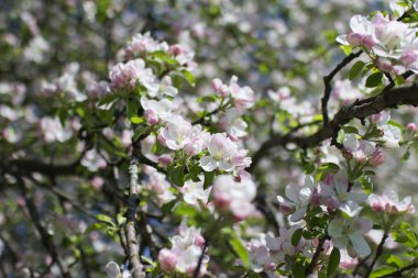 güneşli bir gün parkta güzel bahar