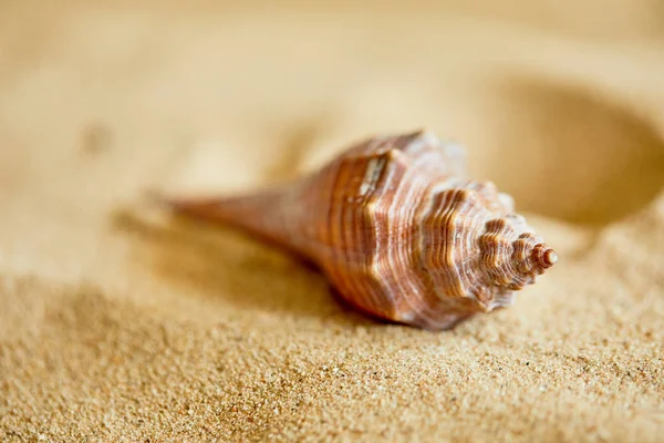 Perla en concha abierta en la playa —  Fotos de Stock