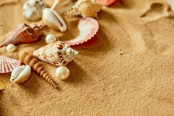 Коллекция раковин на песчаном пляже — стоковое фото