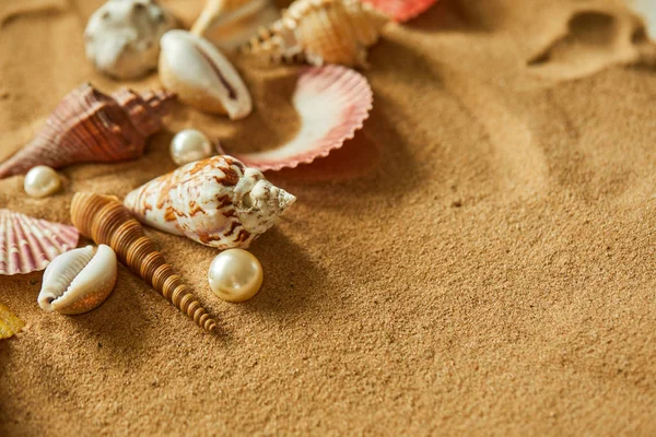 Colección de conchas en la playa de arena —  Fotos de Stock