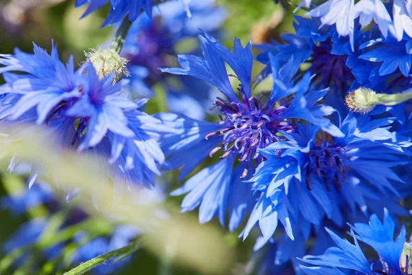 Hermosas Flores Azules Acianos Primer Plano —  Fotos de Stock