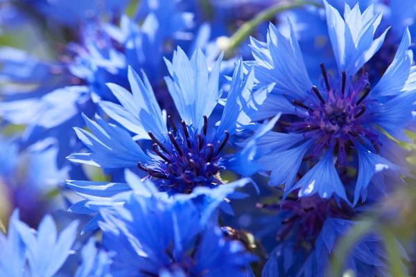 Beautiful Blue Flowers Cornflowers Close — Stock Photo, Image