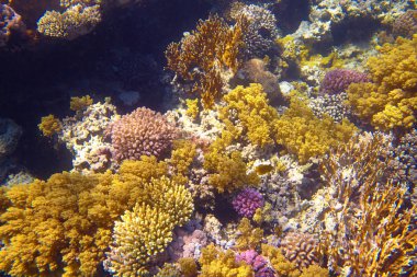 Deniz güzel tropikal mercan