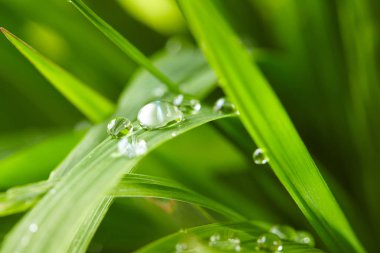 su damlaları yeşil çimenlerin üzerinde yakın çekim