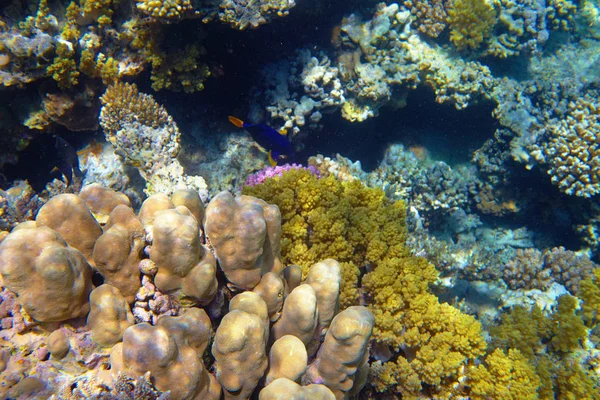 Mooie Tropische Koraalrif Zee — Stockfoto