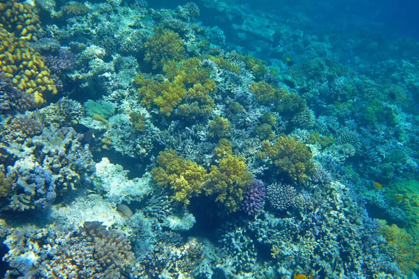 Krásné Tropické Korálové Útesy Moři — Stock fotografie