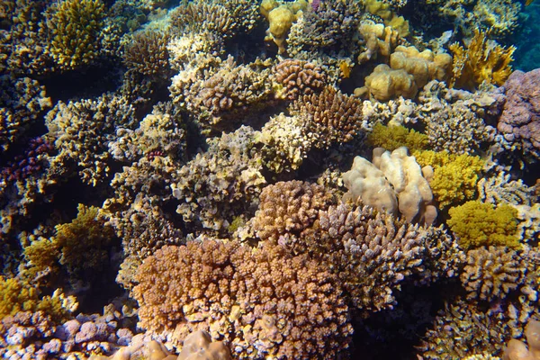 Beautiful Tropical Coral Reef Sea — Stock Photo, Image