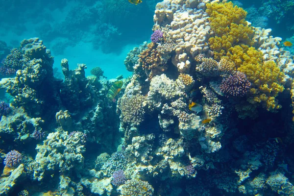 Hermoso Arrecife Coral Tropical Mar — Foto de Stock