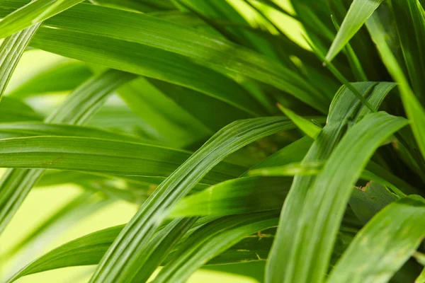 Water Drops Green Grass Close — Stock Photo, Image