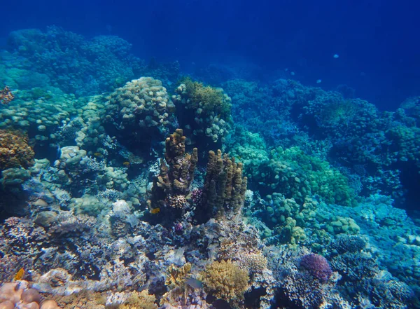 Krásné Tropické Korálové Útesy Moři — Stock fotografie