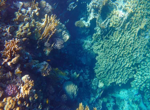 Vackra Tropiska Korallrev Havet — Stockfoto