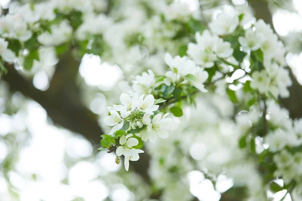 Blühende Apfelbaumzweige Auf Natürlichem Hintergrund Frühjahrskonzept — Stockfoto