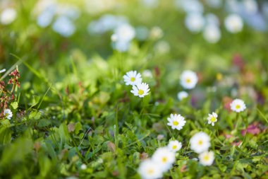 çiçek papatya alan güneşli yaz gün