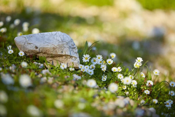 Blommande Daisy Fältet Solig Sommardag — Stockfoto