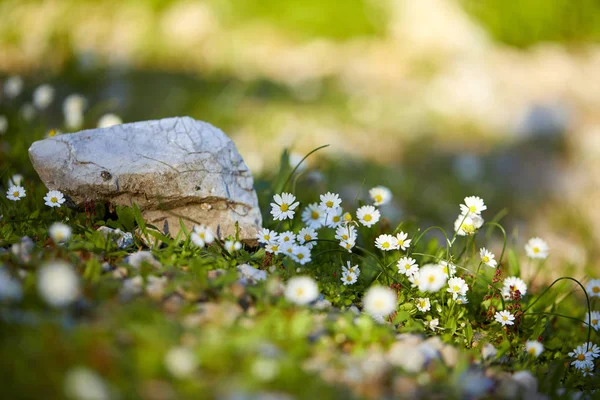 Blommande Daisy Fältet Solig Sommardag — Stockfoto