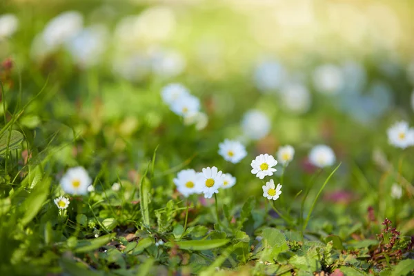 Napsütéses Nyári Napon Virágzó Daisy Mező — Stock Fotó