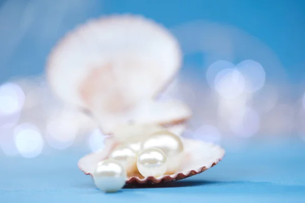 Perlen in offener Schale — Stockfoto