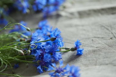 Peygamber, güzel mavi çiçekler yakın çekim   