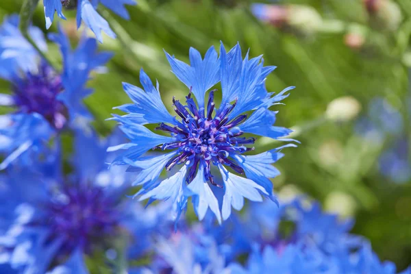 Prachtige Blauwe Bloemen Van Korenbloemen Close — Stockfoto