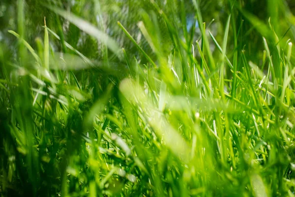 Green Spring Field Sunny Day — Stock Photo, Image